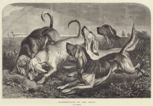 Chiens de chasse sur la piste